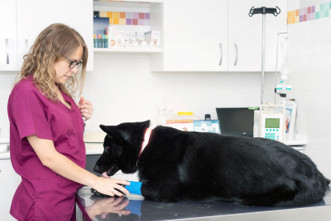 Setting the Stage for Quality Care: How to Prepare Your Clients for the Vet's Office