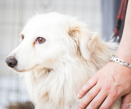 Helping Pets Survive Independence Day