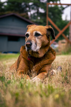 Senior Pet Care Tips to Keep Aging Dogs and Cats Comfortable 
