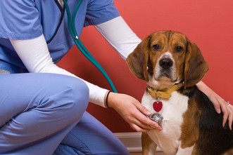 Unspoken Rules in Writing Veterinary Sympathy Cards