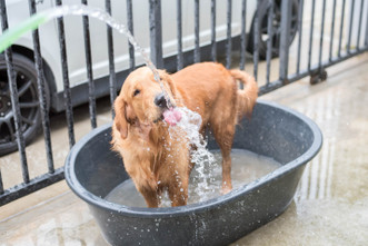 What is National Pet Hydration Awareness Month