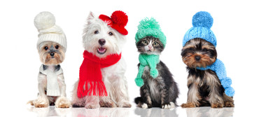 Dogs and Cats in Clothes: The Benefits and Pitfalls of Pet Fashion 