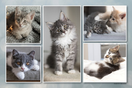 Collage of five kittens in soft indoor settings featuring gray, tabby, and cream-colored cats.

