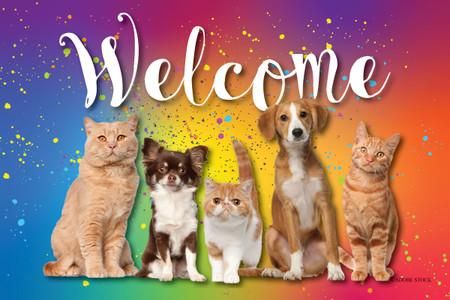Colorful welcome postcard featuring five dogs and cats in front of a rainbow background with paint splatter accents.