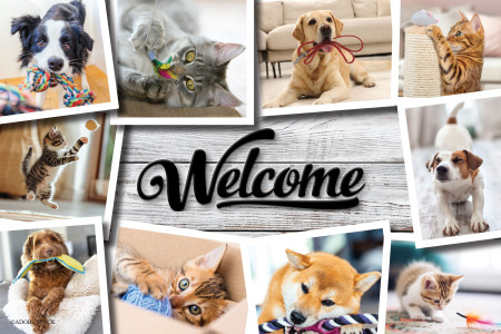 Collage of playful dogs and cats interacting with toys around a large Welcome sign on a rustic wood background.