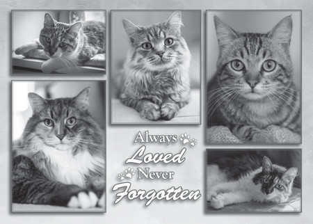 Black-and-white collage of multiple framed cat portraits with the phrase “Always loved, Never forgotten” in decorative lettering, honoring a beloved pet