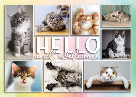 Veterinary welcome card featuring a collage of cat photos in framed panels with “HELLO and welcome” text over a soft pastel gradient background.