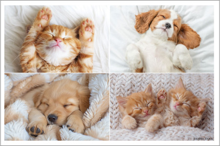 Four puppies and kittens sleeping.