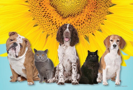 English Bulldog, Beagle, Springer Spaniel, and two cats posed in front of a large yellow sunflower.