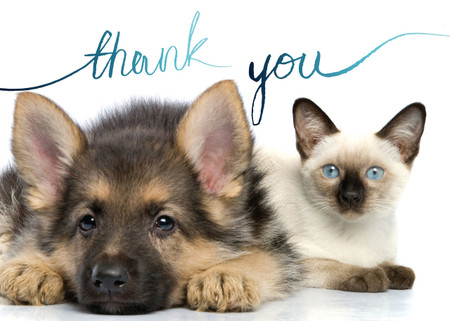 thank you dog and cat