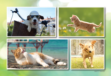Collage featuring a dog in a bicycle basket, a walking kitten, a lounging cat, and a dog shaking off water outdoors.