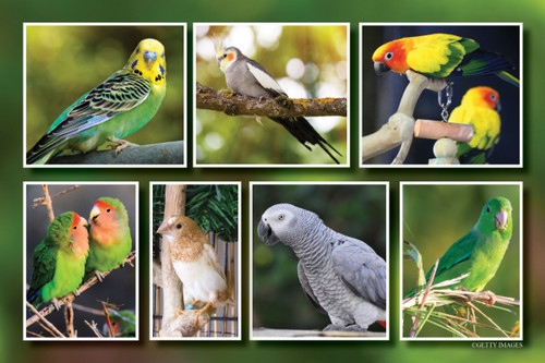 Collage of colorful pet birds including budgerigars, cockatiels, lovebirds, a finch, an African grey parrot, and parrots perched on branches.
