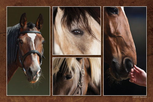 Collage of close-up horse portraits featuring equine faces, eyes, manes, and a horse interacting with a human hand.
