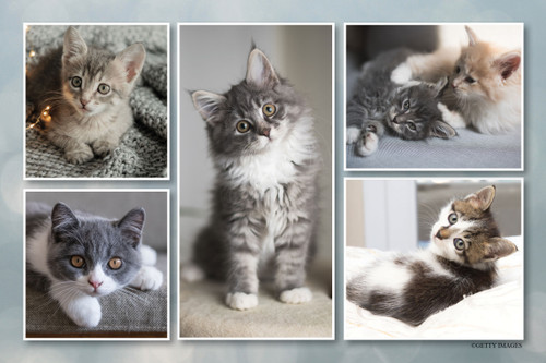 Collage of five kittens in soft indoor settings featuring gray, tabby, and cream-colored cats.
