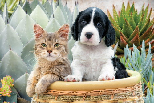 Kitten and black-and-white puppy sitting together in a wicker basket surrounded by succulent plants.