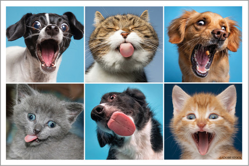 Grid collage of six dogs and cats making funny facial expressions against bright blue backgrounds.