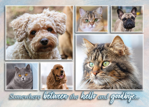 Color collage of multiple pet portraits including dogs and cats with the phrase “Somewhere between the hello and goodbye…” on a soft textured background.
