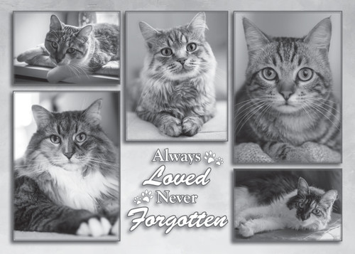 Black-and-white collage of multiple framed cat portraits with the phrase “Always loved, Never forgotten” in decorative lettering, honoring a beloved pet