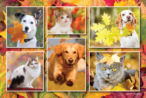 Collage of dogs and cats surrounded by colorful autumn leaves in shades of orange, red, yellow, and green.