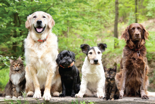 Group of dogs, cats, and a kitten sitting together in a green woodland setting.