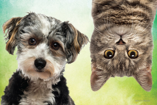 Black-and-white puppy beside an upside-down tabby cat against a soft green background.