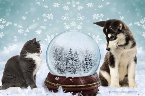 Gray-and-white cat and black-and-white puppy beside a winter snow globe with falling snowflakes and snowy trees.