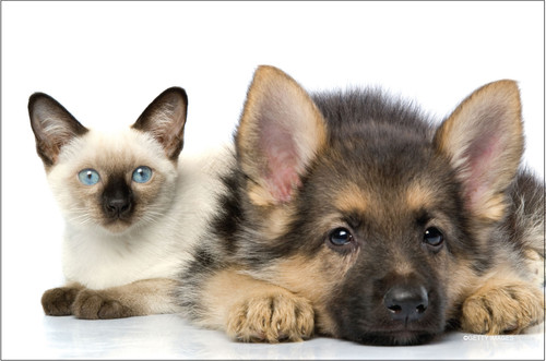 German Shepherd puppy lying beside a Siamese kitten against a light background.