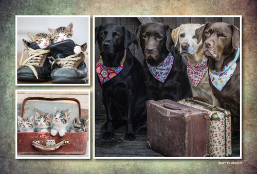 Collage featuring kittens in vintage shoes and a suitcase alongside four dogs posed with vintage luggage.