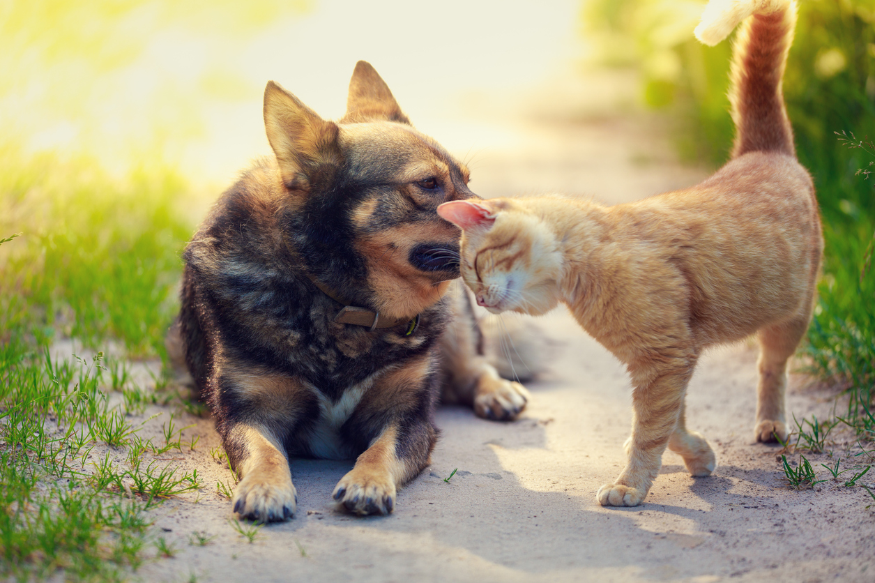 The “Aww” Factor: Why are People So Amused by Unlikely Animal Pairs ...