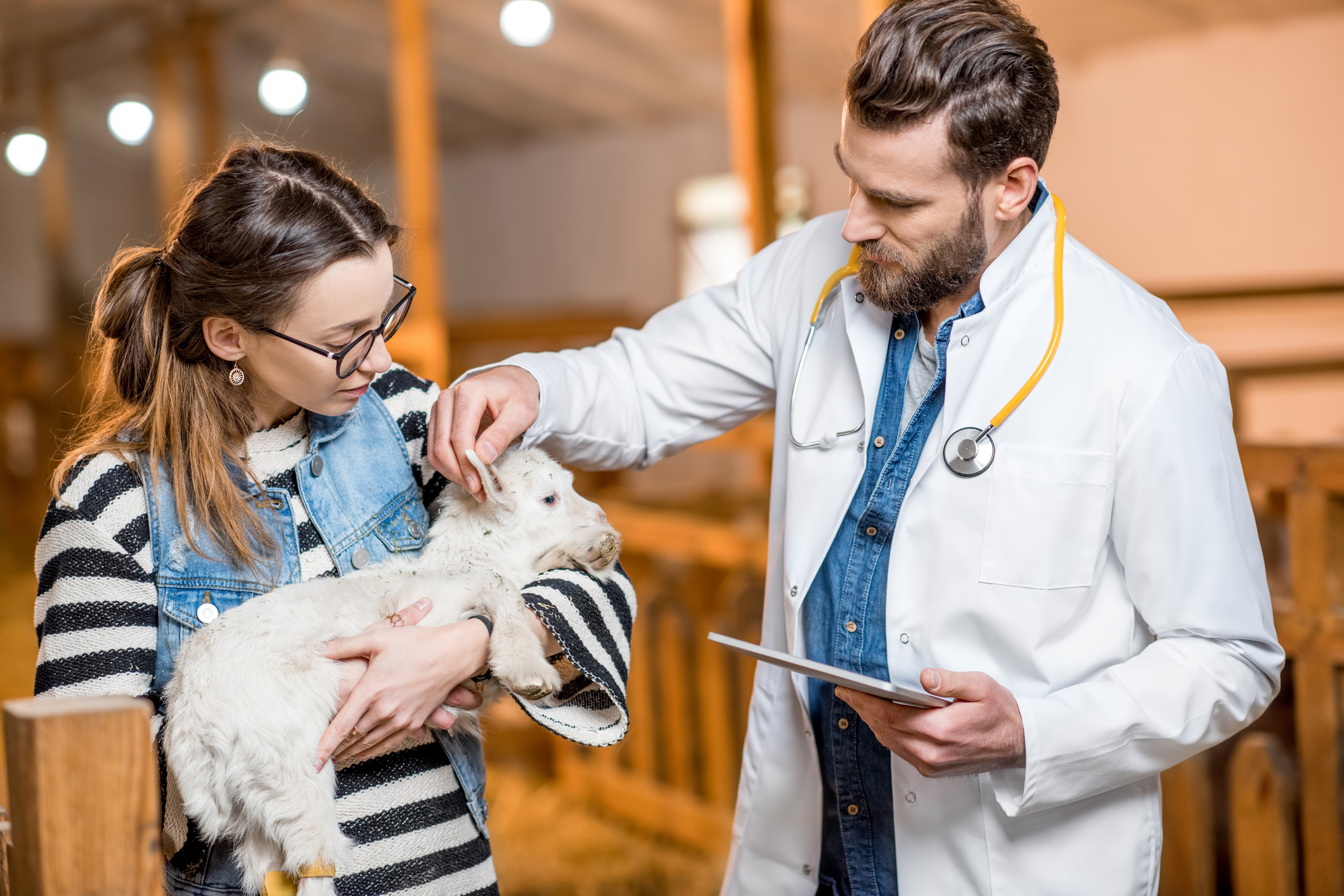 Low Cost Marketing Strategies for Mobile Veterinarians Positive