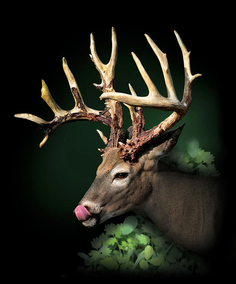 Whitetail Institute Deer Attractants and Lures for Sale