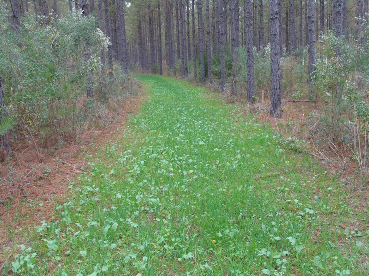 Whitetail Institute No-Plow Deer Food Plot Seed Fast-Growing Blend of Annuals for Areas Difficult to Access with Farming Equipment Highly Nutriti Whitetail Institute Imperial No-Plow Food Plot Seed Mix | Cabela\u0027s