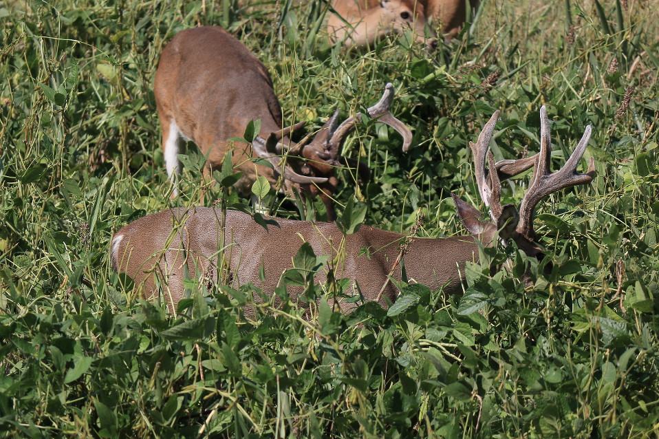 Whitetail Institute Imperial Power Plant Food Plot Seed For Deer Attractant