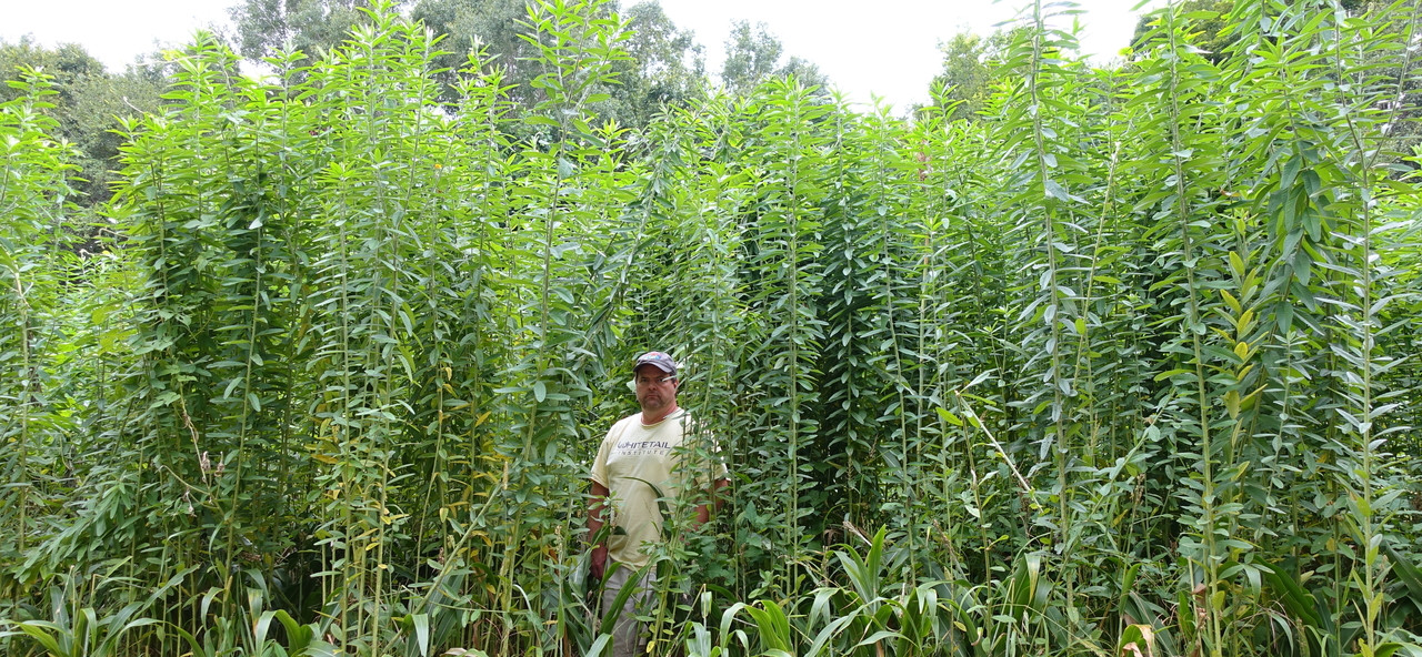 Whitetail Institute Sunn Hemp Cover Crop for Deer Food Plots