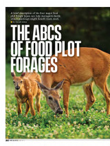 THE ABCS OF FOOD PLOT FORAGES