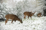Ensure Your Deer Thrive During Cold Weather