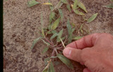 Herbicides 101: The Finer Points of Using Arrest Maxx