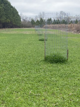 Grazing Cages: A Simple Tool to Boost Your Food Plot Success