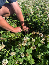 A Behind-the-Scenes Look at Ladino Seed Production