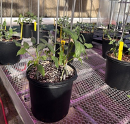 Research is Always a Priority