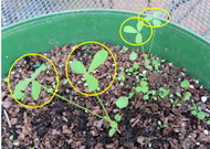 Winter Perennial Weed ID: Wild Onion vs. Wild Garlic