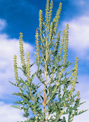 How Long Does It Take for Flowering Weeds to Produce Viable Seed?