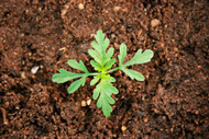 Common Ragweed: A “Common” Nightmare in Food Plots