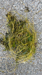 Dodder: The Parasitic Plant Hiding in Clover Plots