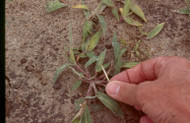 Herbicides 101: The Finer Points of Using Arrest Maxx