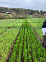 Free Nitrogen, Healthier Plots: Why Clover Is Your Secret Weapon