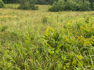Managing Fallow Fields for Wildlife