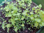 Berseem Clover: The Early Season Ally Hiding in Your Imperial Whitetail Clover Plot