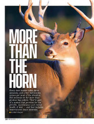 MORE THAN THE HORN