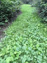 What’s in Your Mix? Why Weed Control Should Shape Your Food Plot Plan.